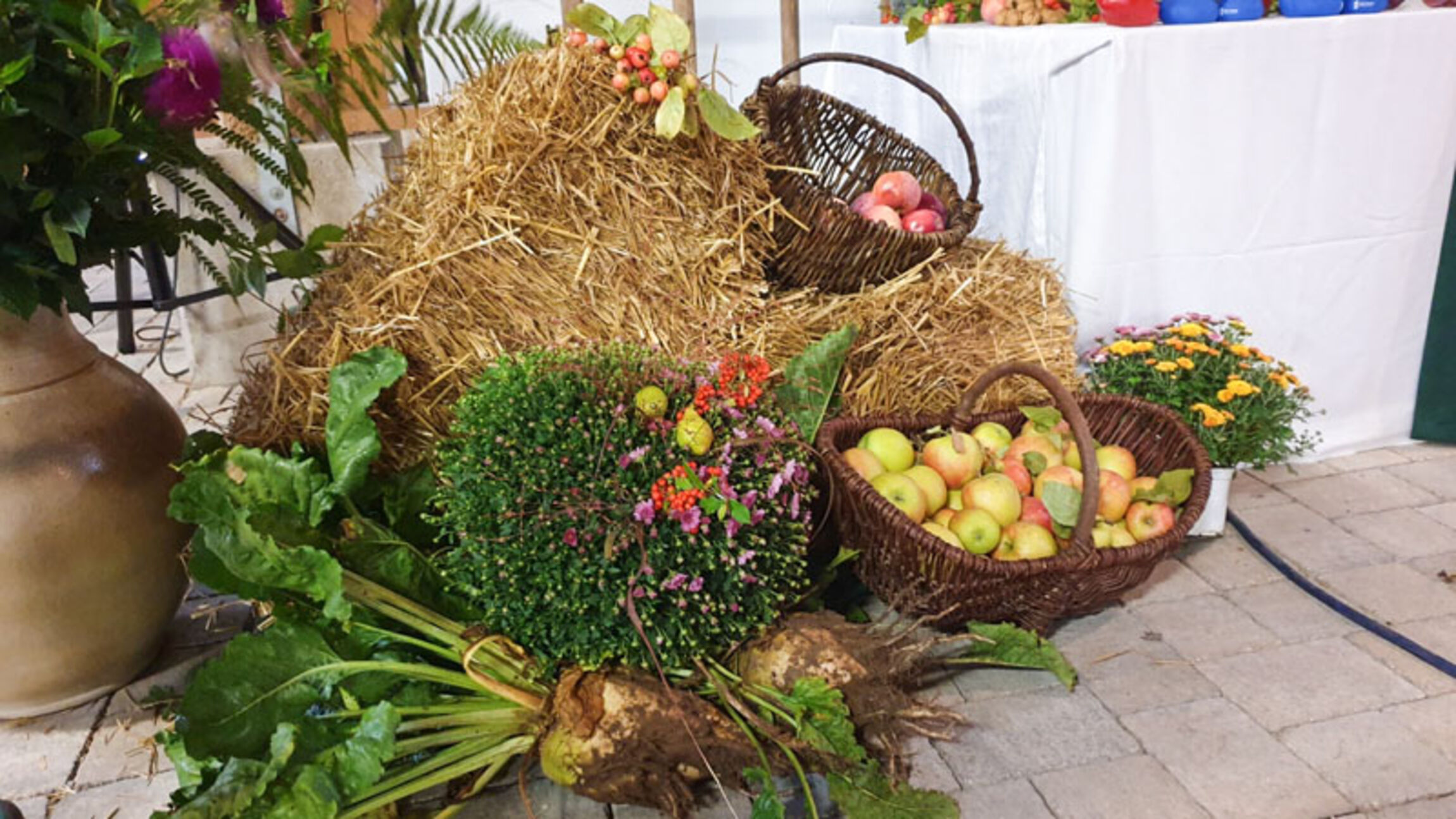 web_iplum_erntedank_20221001_105905