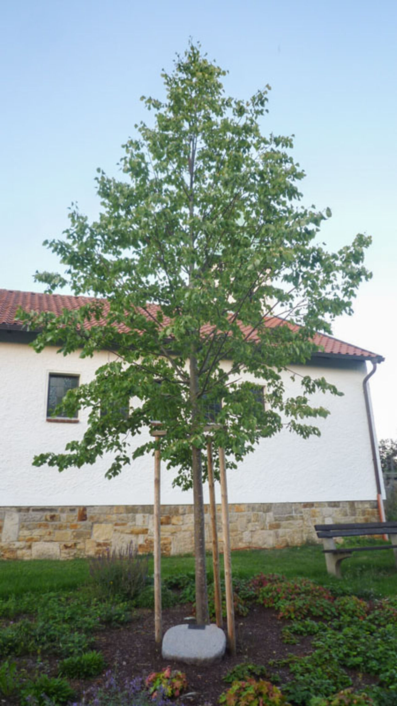 web_jklie_baumbestattung_friedhof_holle_2020